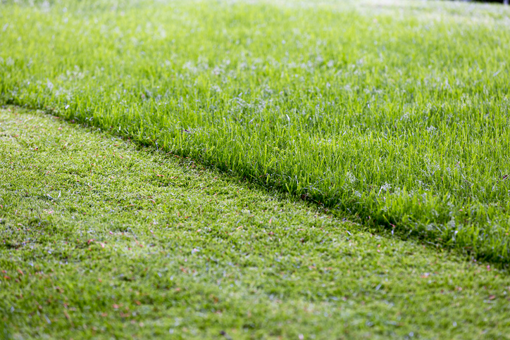 How Often Should You Mow Your Lawn? 8 Tips to Time It Right